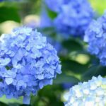 紫陽花