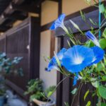 【寝苦しい夜に】月刊ひよこ堂 ２０２５年７月号