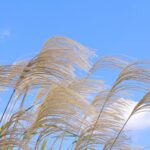 月刊ひよこ堂１１月号