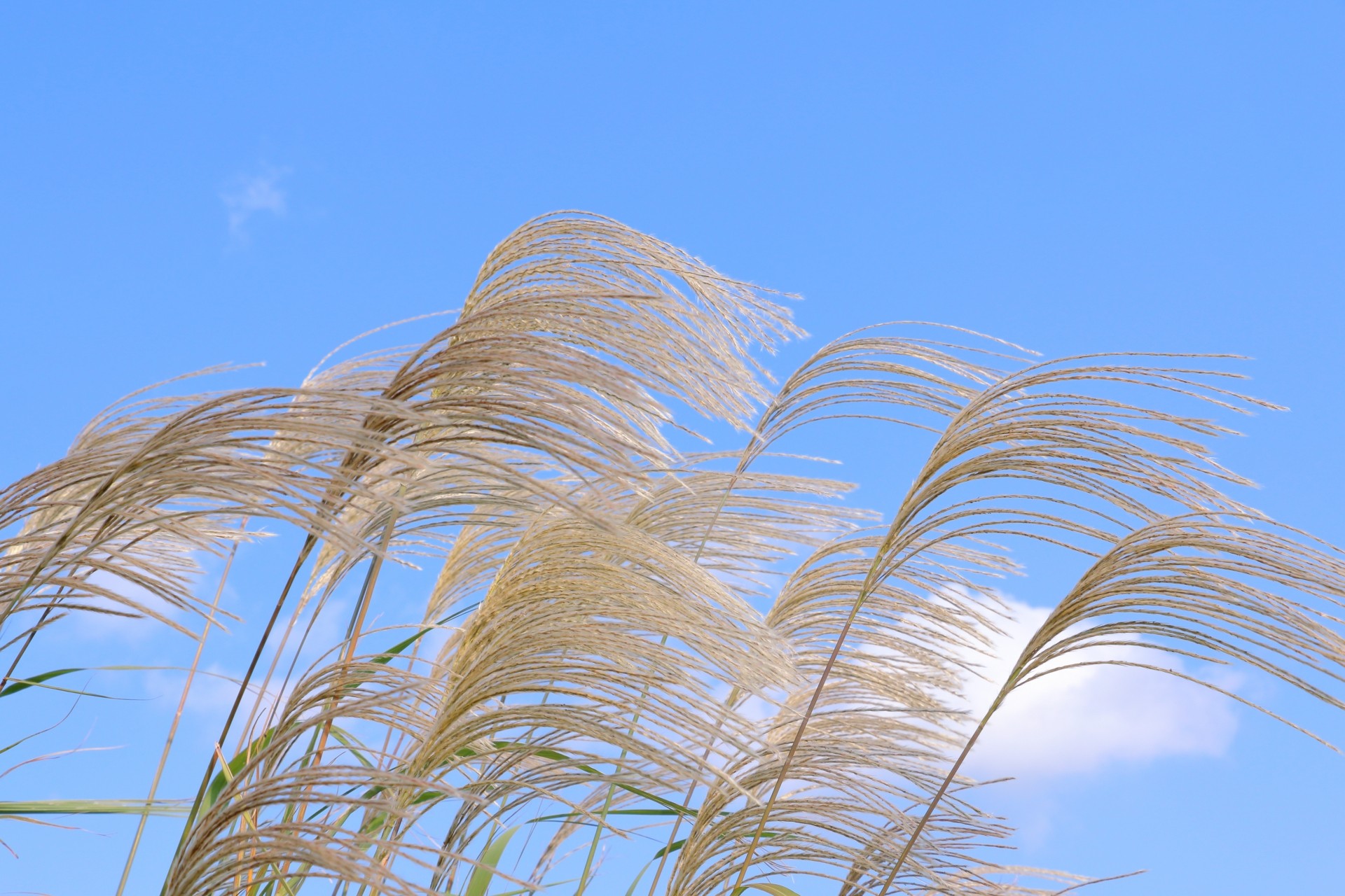 月刊ひよこ堂１１月号