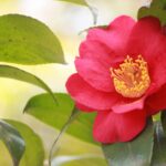 【冷え対策】月刊ひよこ堂２０２５年１２月号