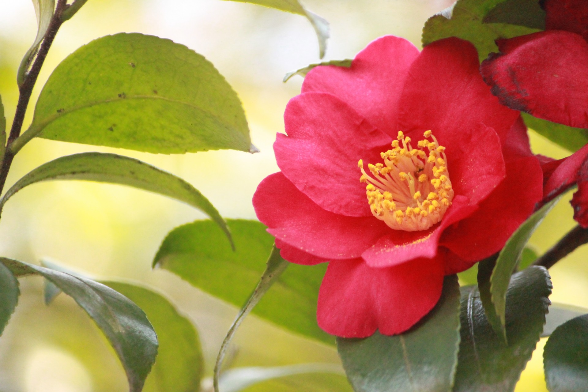 【冷え対策】月刊ひよこ堂２０２５年１２月号