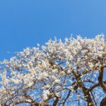 ＜睡眠について＞月刊ひよこ堂２０２６年１月号