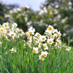 月刊ひよこ堂２月号・免疫と花粉症