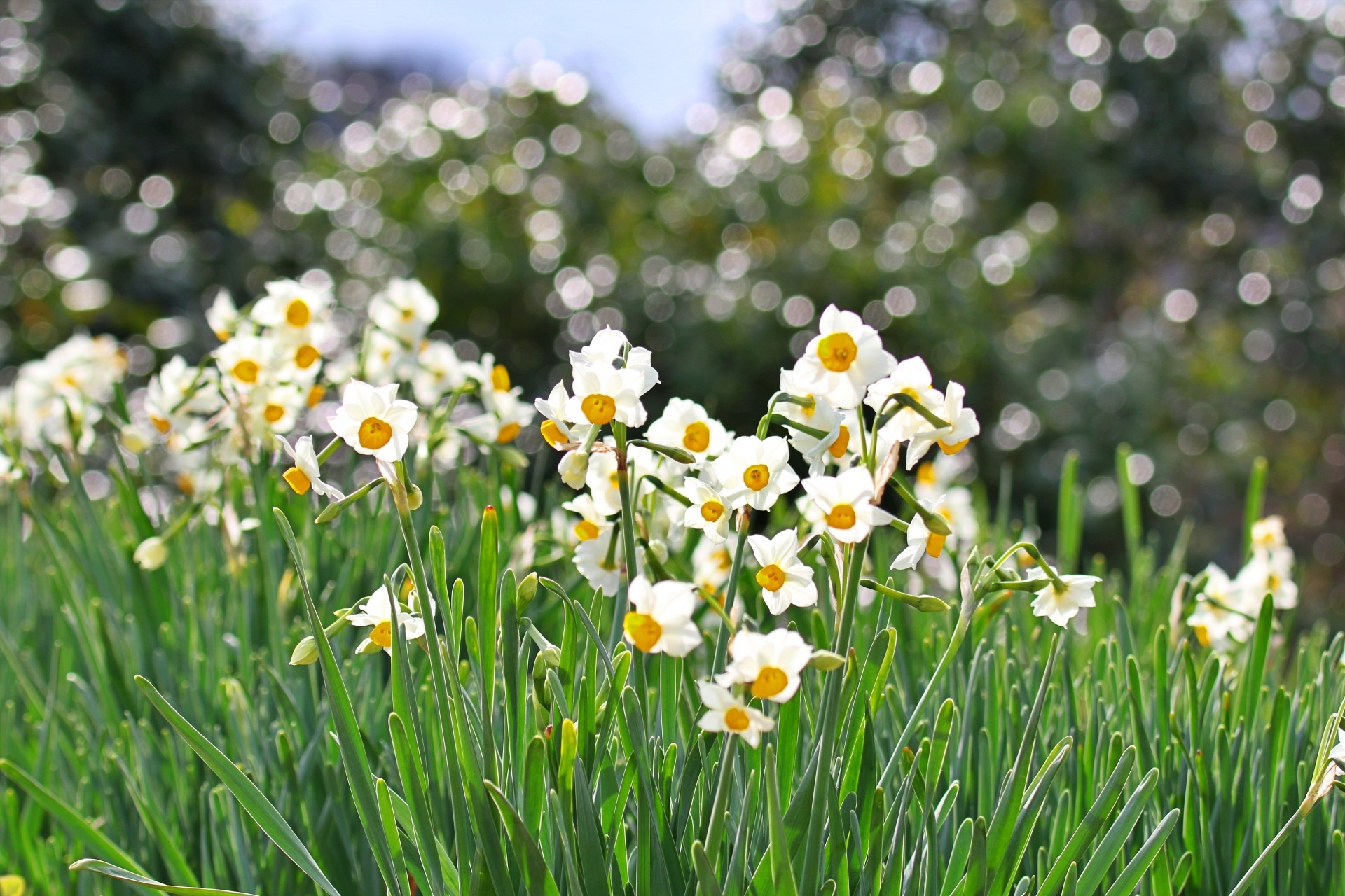月刊ひよこ堂２月号・免疫と花粉症