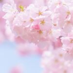 月刊ひよこ堂２０２６年３月号